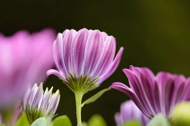 Free download flower nature close up garden free picture to be edited with GIMP free online image editor