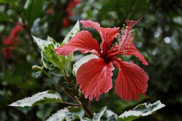 Bezpłatne pobieranie Flower Nature Colors - darmowe zdjęcie lub obraz do edycji za pomocą internetowego edytora obrazów GIMP