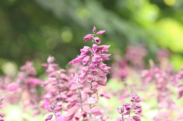 Скачать бесплатно Flower Nature Environment - бесплатную фотографию или картинку для редактирования с помощью онлайн-редактора изображений GIMP