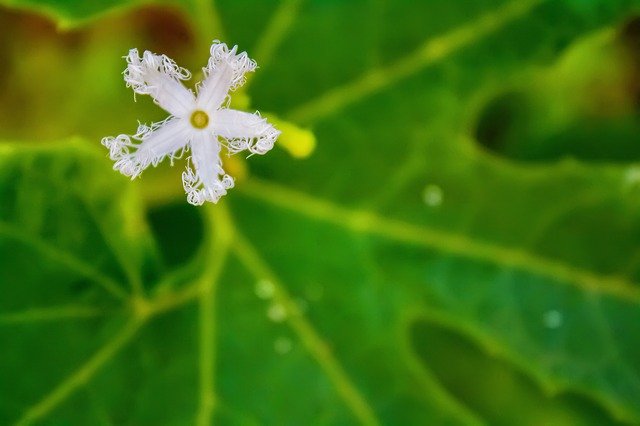 Gratis download Flower Nature Field - gratis foto of afbeelding om te bewerken met GIMP online afbeeldingseditor