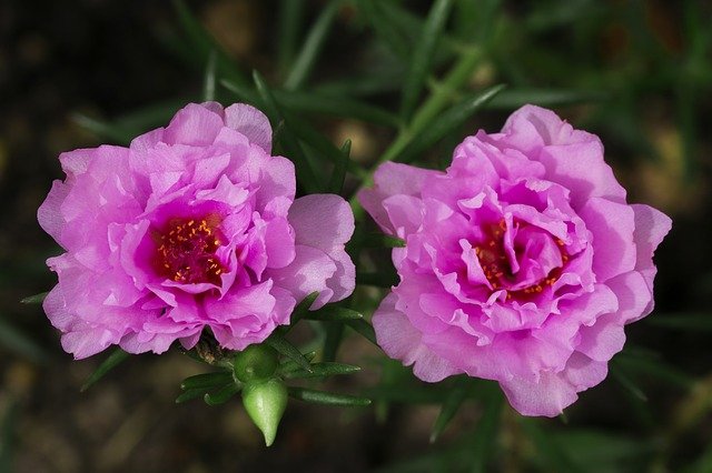 Free download flower nature flora garden summer free picture to be edited with GIMP free online image editor