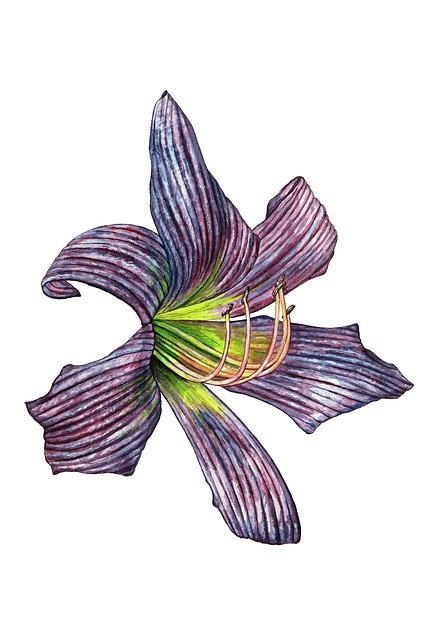 Free download Flower Nature Floral -  free illustration to be edited with GIMP free online image editor