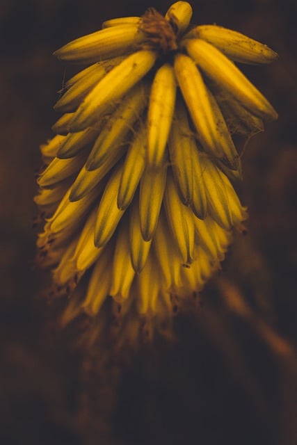 Free download flower nature flora petals plant free picture to be edited with GIMP free online image editor