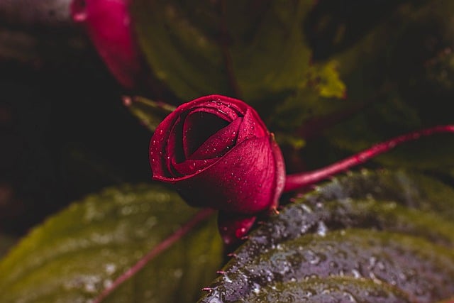 قم بتنزيل صورة مجانية لزهرة الطبيعة والنباتات وحديقة الورود لتحريرها باستخدام محرر الصور المجاني عبر الإنترنت GIMP