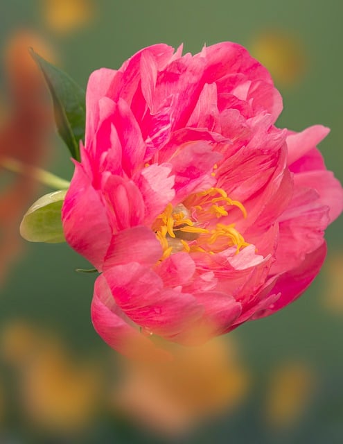 قم بتنزيل صورة زهرة طبيعة الزهرة مجانًا في الهواء الطلق ليتم تحريرها باستخدام محرر الصور المجاني عبر الإنترنت من GIMP
