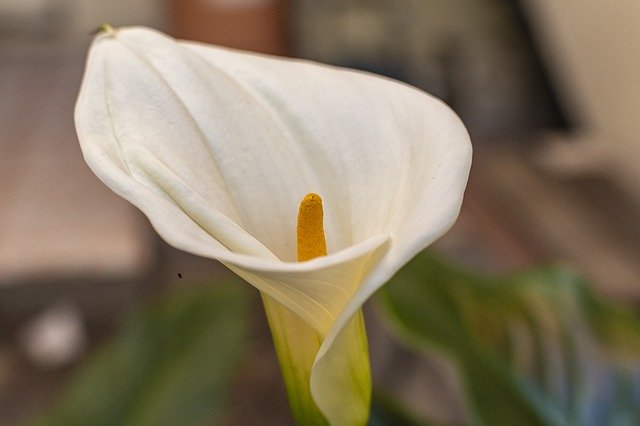 Скачать бесплатно Flower Nature Flowers - бесплатно фото или картинку для редактирования с помощью онлайн-редактора GIMP