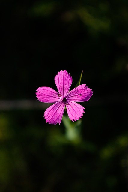 Free download flower nature flowers spring flora free picture to be edited with GIMP free online image editor