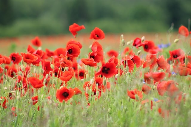 Free download flower nature landscape country free picture to be edited with GIMP free online image editor