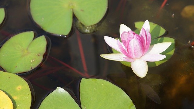 دانلود رایگان گل طبیعت گیاه نیلوفر آبی - عکس یا تصویر رایگان قابل ویرایش با ویرایشگر تصویر آنلاین GIMP