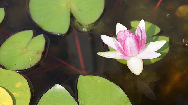 Muat turun percuma Flower Nature Lotus Plant - foto atau gambar percuma untuk diedit dengan editor imej dalam talian GIMP