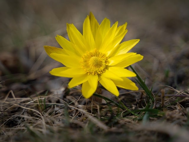 Free download flower nature lower austria adonis free picture to be edited with GIMP free online image editor