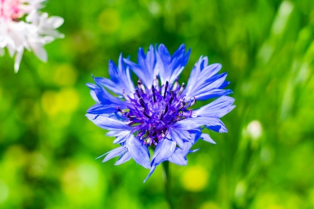 Free download Flower Nature Macro -  free photo or picture to be edited with GIMP online image editor