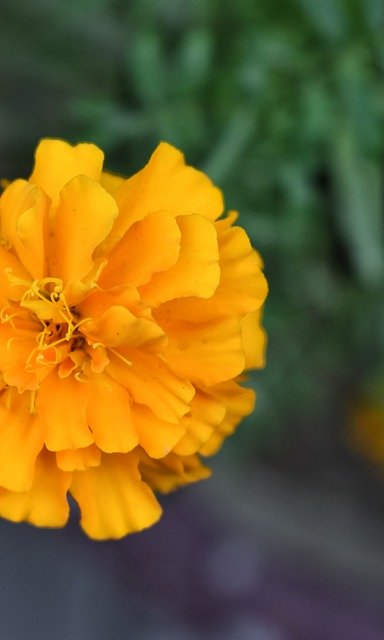 Free download Flower Nature May -  free photo or picture to be edited with GIMP online image editor