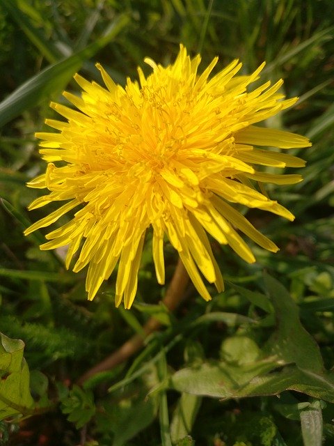 Free download Flower Nature Meadow -  free photo or picture to be edited with GIMP online image editor