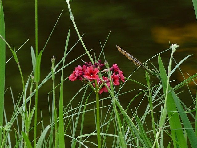 Unduh gratis Flower Nature Moor - foto atau gambar gratis untuk diedit dengan editor gambar online GIMP