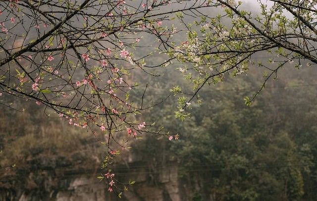 免费下载花朵自然早晨绿色免费图片可使用 GIMP 免费在线图像编辑器进行编辑