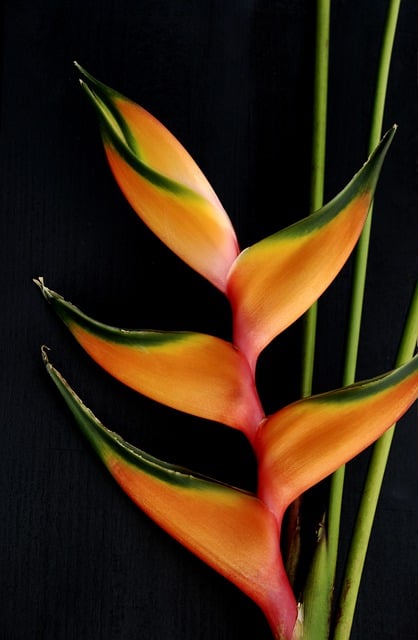 Ücretsiz indir çiçek doğa portakal çiçeği çiçek ücretsiz resim GIMP ücretsiz çevrimiçi resim düzenleyici ile düzenlenebilir