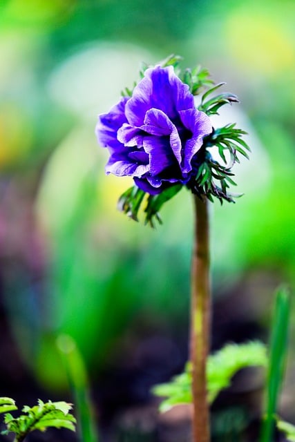 Free download flower nature plant flora petals free picture to be edited with GIMP free online image editor
