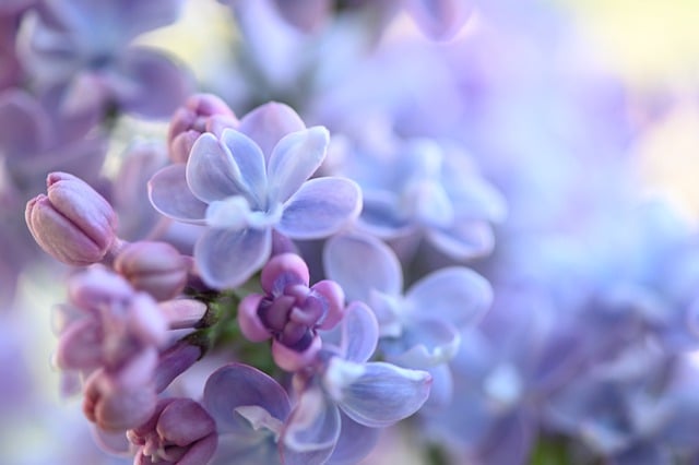 Free download flower nature plant garden flora free picture to be edited with GIMP free online image editor