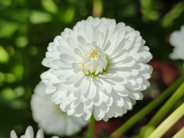 Free download flower nature plant petals bloom free picture to be edited with GIMP free online image editor