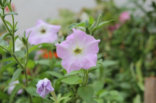 Безкоштовно завантажте Flower Nature Purple - безкоштовну фотографію або зображення для редагування за допомогою онлайн-редактора зображень GIMP