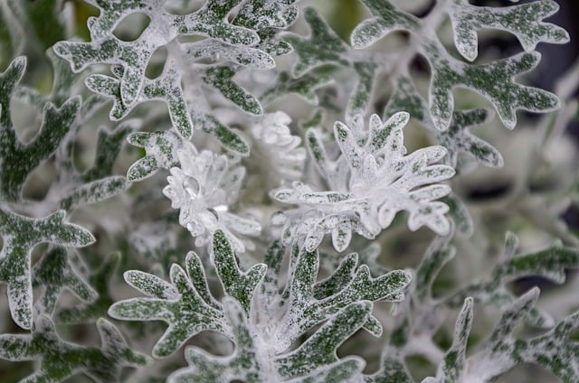 Free download flower nature rain season winter free picture to be edited with GIMP free online image editor