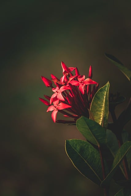 Free download flower nature red plant garden free picture to be edited with GIMP free online image editor