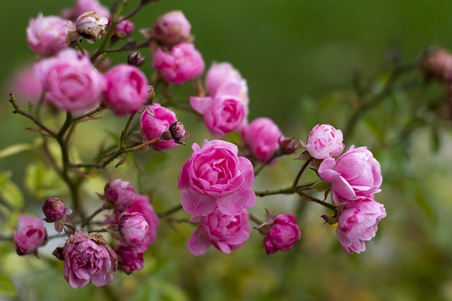 Free download flower nature rose pink bloom free picture to be edited with GIMP free online image editor