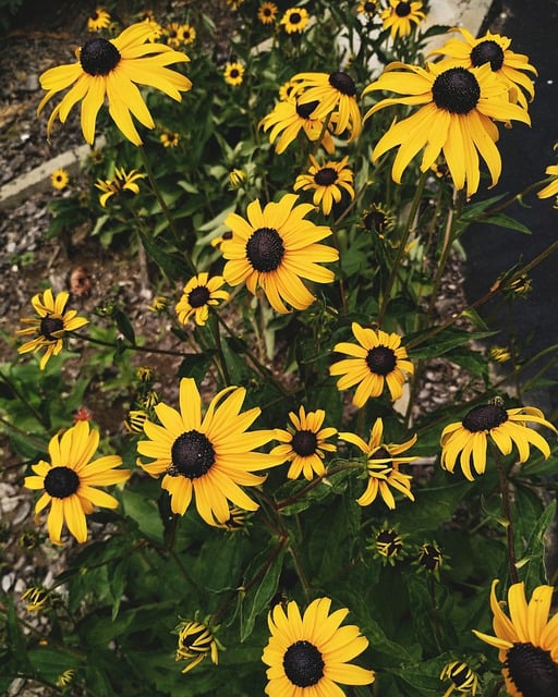 Free download flower nature rustic garden yellow free picture to be edited with GIMP free online image editor