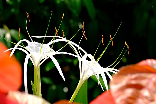 دانلود رایگان عکس گیاه زنبق عنکبوتی طبیعت گل برای ویرایش با ویرایشگر تصویر آنلاین رایگان GIMP