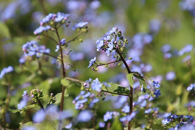 Free download flower nature spring blue free picture to be edited with GIMP free online image editor