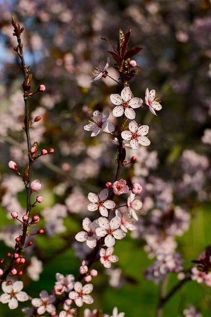 Free download flower nature spring branch garden free picture to be edited with GIMP free online image editor