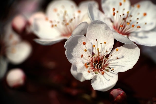 Free download flower nature spring pink fruit free picture to be edited with GIMP free online image editor