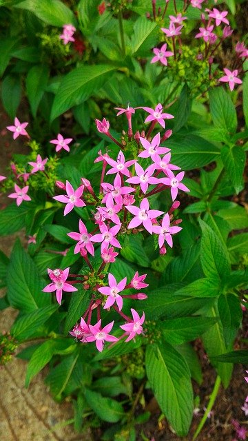 Free download Flower Nature Star Of Egypt -  free photo or picture to be edited with GIMP online image editor