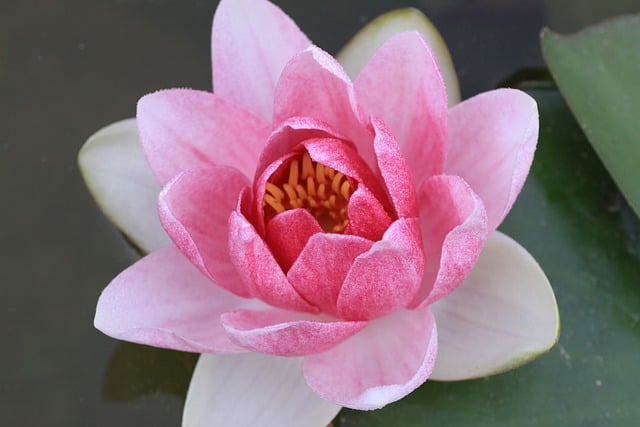 قم بتنزيل صورة مجانية لزهرة الطبيعة والصيف وزهرة الزهرة مجانًا لتحريرها باستخدام محرر الصور المجاني عبر الإنترنت GIMP
