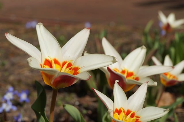 Free download flower nature travel summer spring free picture to be edited with GIMP free online image editor