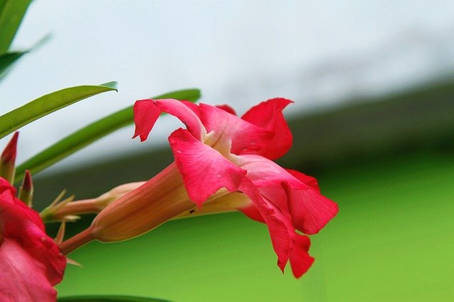 Unduh gratis Flower Nature Tropic - foto atau gambar gratis untuk diedit dengan editor gambar online GIMP