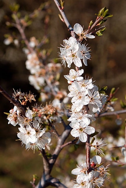 Free download flower nature twig cherry season free picture to be edited with GIMP free online image editor