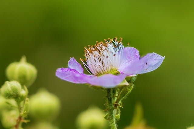 Free download flower nature wallpaper free picture to be edited with GIMP free online image editor