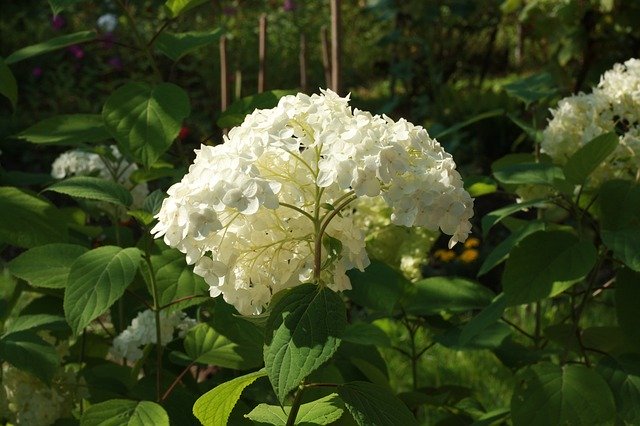 دانلود رایگان Flower Nature White - قالب عکس رایگان برای ویرایش با ویرایشگر تصویر آنلاین GIMP