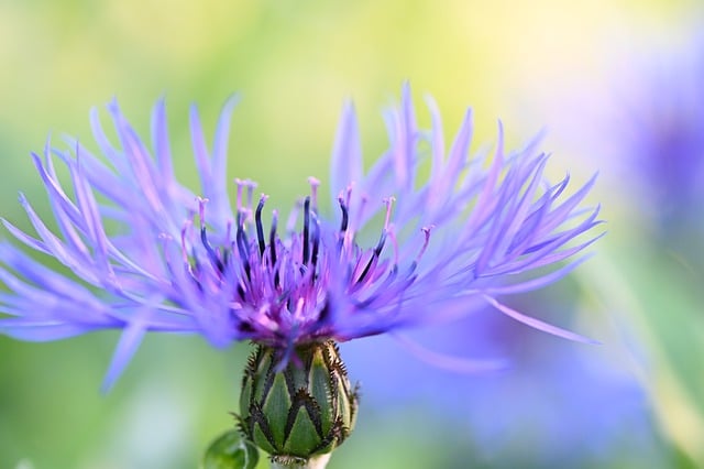قم بتنزيل صورة مجانية لزهرة الطبيعة والزهور البرية المتفتحة لتحريرها باستخدام محرر الصور المجاني عبر الإنترنت GIMP