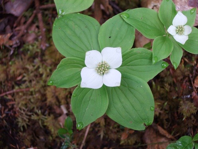 Free download Flower Nature Woods -  free photo or picture to be edited with GIMP online image editor