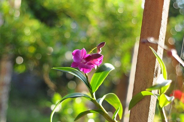 ดาวน์โหลดฟรี Flower Nice Blooming - ภาพถ่ายหรือรูปภาพฟรีที่จะแก้ไขด้วยโปรแกรมแก้ไขรูปภาพออนไลน์ GIMP