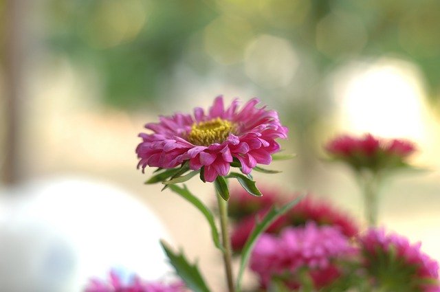 הורדה חינם Flower Nice Violet - תמונה או תמונה בחינם לעריכה עם עורך התמונות המקוון GIMP