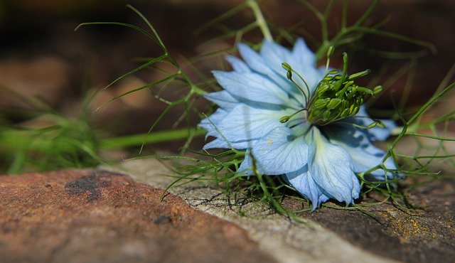 Gratis download Flower Nigella Damascena - gratis foto of afbeelding om te bewerken met GIMP online afbeeldingseditor