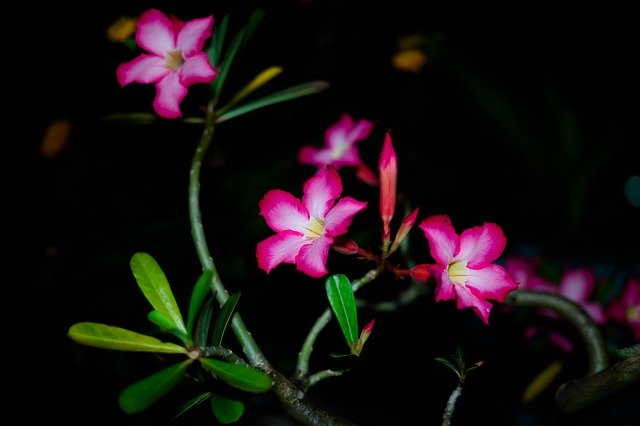 Безкоштовно завантажте Flower Night — безкоштовний шаблон для фотографій, який можна редагувати за допомогою онлайн-редактора зображень GIMP