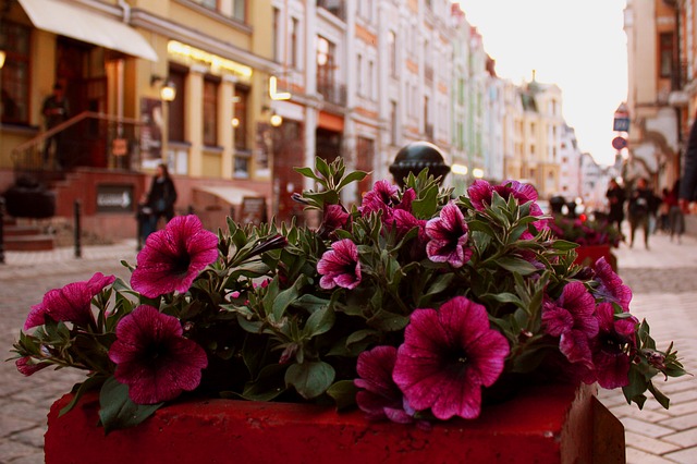 Free download flower no one street metropolis free picture to be edited with GIMP free online image editor