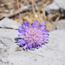Flower on stone  screen for extension Chrome web store in OffiDocs Chromium