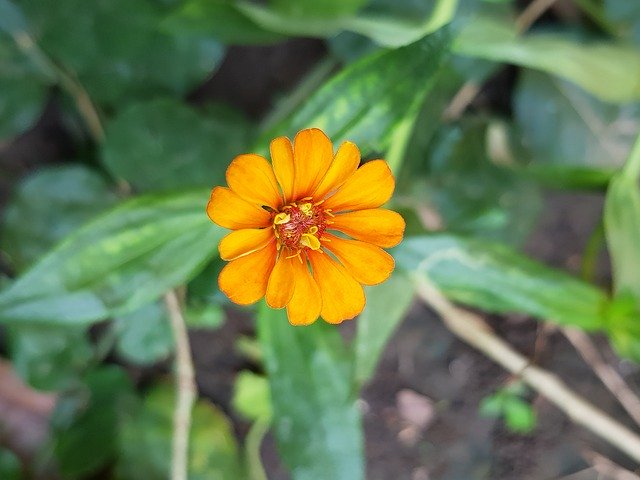 Descarga gratuita Flower Orange - foto o imagen gratuita para editar con el editor de imágenes en línea GIMP