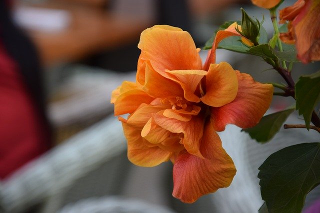 Muat turun percuma Flower Orange Bloom - foto atau gambar percuma untuk diedit dengan editor imej dalam talian GIMP